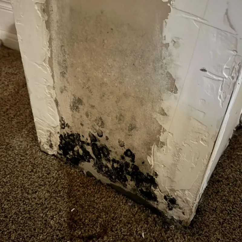 Professional Mold Removal in Lexington-Fayette, KY